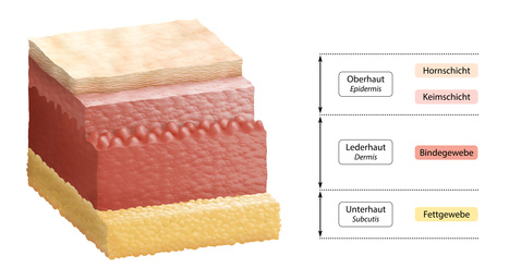 Der Dermatologe unterscheidet verschiedene Hautschichten