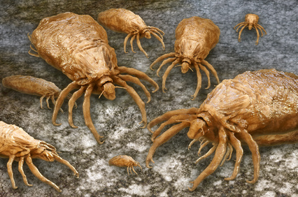 Bei Läusen handelt es sich um Parasiten und müssen vom Dermatologen behandelt werden Bei Läusen handelt es sich um Parasiten und müssen vom Dermatologen behandelt werden