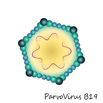 Ringelröteln wird durch das Parvovirus hervorgerufen