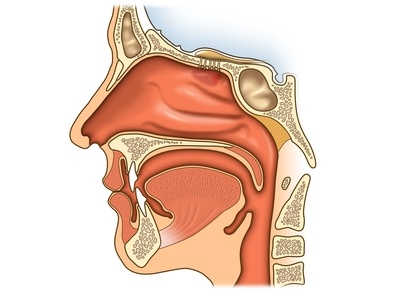 Anatomie der Nase