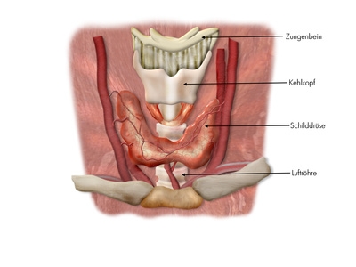 Stimmverlust - Kehlkopf - Anatomie des Halses