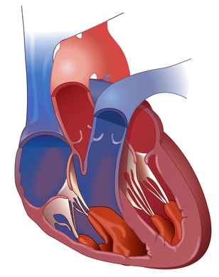 Das gesunde Herz pumpt regelmäßig Blut in den Körper
