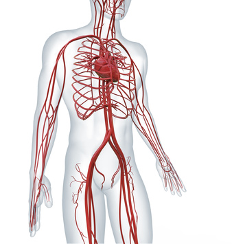 Arterien transportieren das Blut vom Herzen zu den Organen