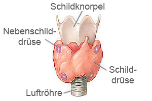 Die Nebenschilddrüse besteht aus vier einzelnen Drüsen