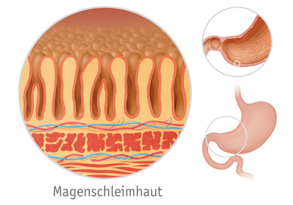 Der Magen wird durch eine Schleimhaut geschützt