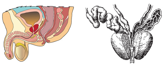 Die Prostata befindet sich unter der Harnblase