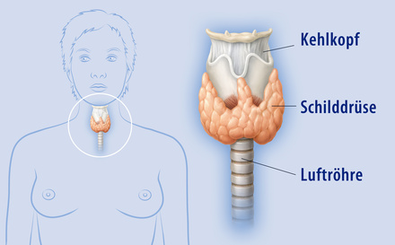 Schilddrüse halsschmerzen Symptome »